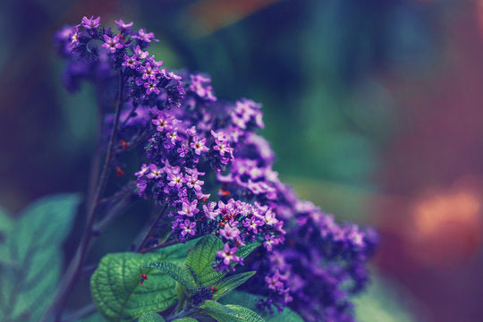 Heliotrope Accord