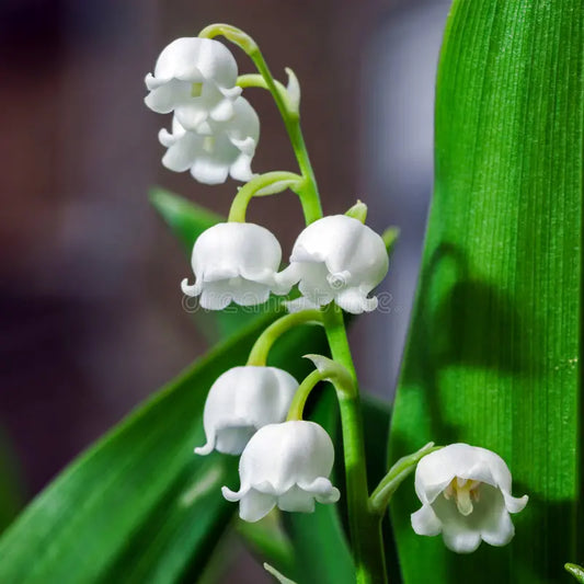 Muguet (Lily of the Valley) Accord