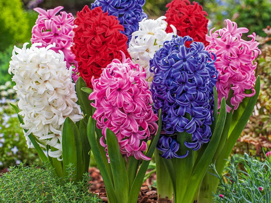 Hyacinth Accord