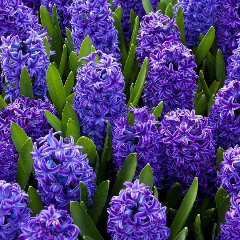 Hyacinth Accord